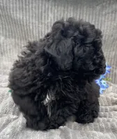 AKC Petey, a male Poodle - Toy  for sale in Hillsboro, AL – 4 of 10