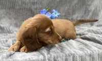 AKC Mitchell, a male Miniature Dachshund for sale in Hillsboro, AL – 7 of 10