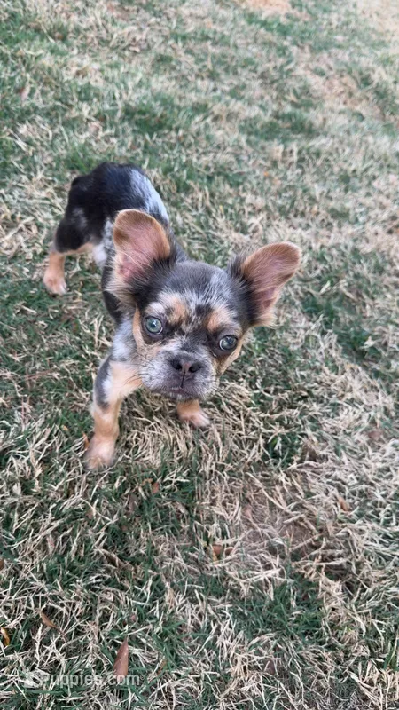 Muffin – French Bulldog puppy for sale in Flowery Branch, GA