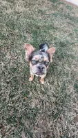 Muffin, a female French Bulldog for sale in Flowery Branch, GA – 2 of 3