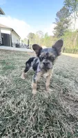 Muffin, a female French Bulldog for sale in Flowery Branch, GA – 3 of 3