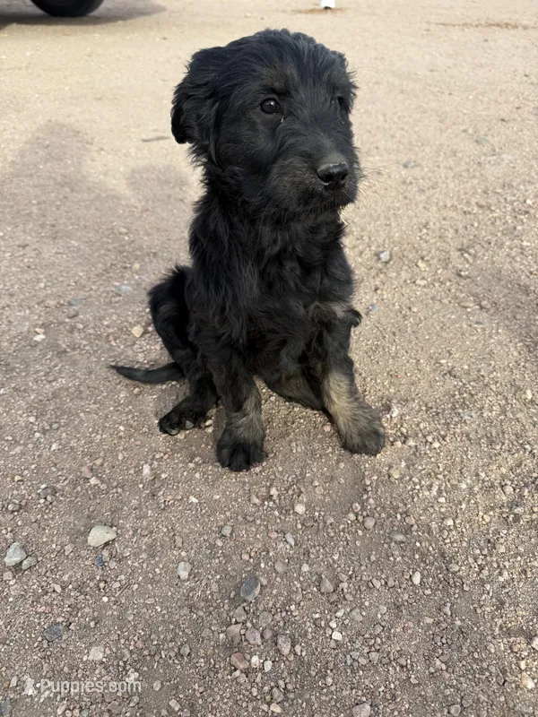 Goldendoodle female  – Goldendoodle puppy for sale in Yuma, CO