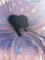 Goldendoodle female , a female Goldendoodle for sale in Yuma, CO – Photo 3 of 4