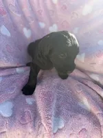 Goldendoodle female , a female Goldendoodle for sale in Yuma, CO – Photo 2 of 4