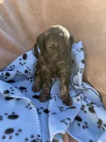 Male Goldendoodle , a male Goldendoodle for sale in Yuma, CO – Photo 3 of 3