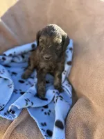 Male Goldendoodle , a male Goldendoodle for sale in Yuma, CO – Photo 2 of 3
