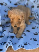 Golden Doodle male , a male Goldendoodle for sale in Yuma, CO – Photo 3 of 3