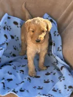 Golden Doodle male , a male Goldendoodle for sale in Yuma, CO – Photo 2 of 3