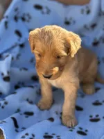 Golden Doodle male , a male Goldendoodle for sale in Yuma, CO – Photo 1 of 3