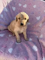 Female golden doodle , a female Goldendoodle for sale in Yuma, CO – Photo 2 of 3