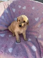 Female golden doodle , a female Goldendoodle for sale in Yuma, CO – Photo 3 of 3