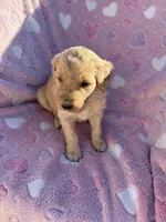 Female golden doodle , a female Goldendoodle for sale in Yuma, CO – Photo 1 of 3