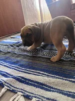 Kane , a male American Bully and American Pit Bull Terrier for sale in Kennewick, WA – 7 of 9