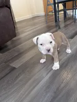 Thor , a male American Bully and American Pit Bull Terrier for sale in Kennewick, WA – 9 of 10