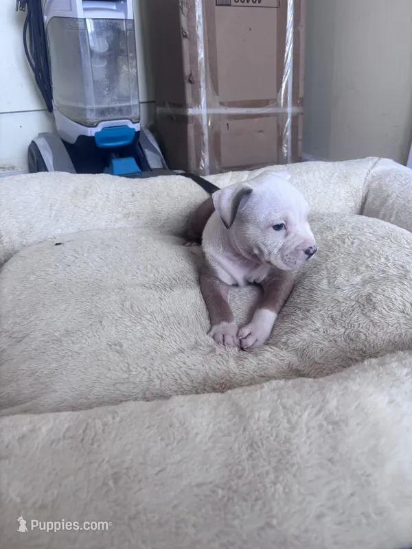 Thor  – American Bully, American Pit Bull Terrier puppy for sale in Kennewick, WA