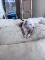 Thor , a male American Bully and American Pit Bull Terrier for sale in Kennewick, WA – 1 of 10