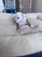 Thor , a male American Bully and American Pit Bull Terrier for sale in Kennewick, WA – 2 of 10
