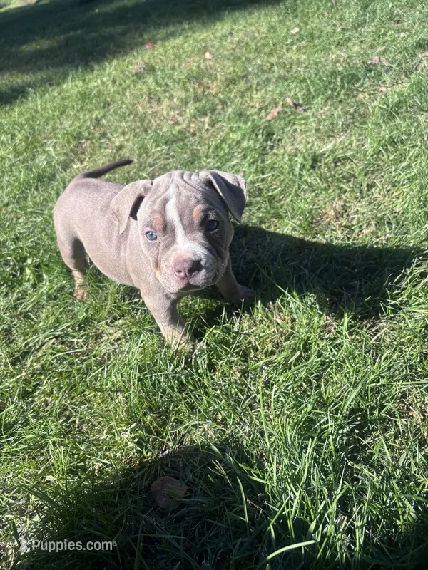 Bella  – American Bully, American Pit Bull Terrier puppy for sale in Kennewick, WA