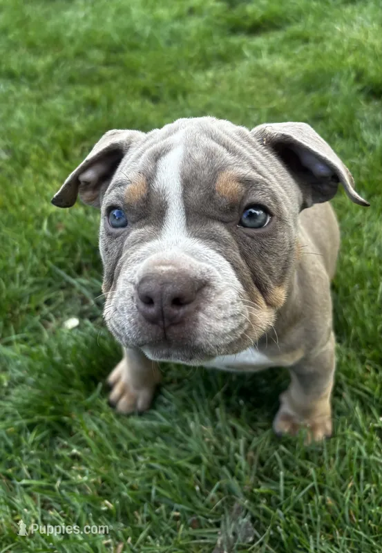 Bella  – American Bully, American Pit Bull Terrier puppy for sale in Kennewick, WA