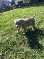 Bella , a female American Bully and American Pit Bull Terrier for sale in Kennewick, WA – 7 of 7