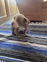 Leah , a female American Bully and American Pit Bull Terrier for sale in Kennewick, WA – 5 of 9