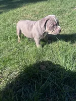 Bella , a female American Bully and American Pit Bull Terrier for sale in Kennewick, WA – 6 of 7