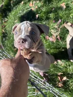 Bella , a female American Bully and American Pit Bull Terrier for sale in Kennewick, WA – 3 of 7