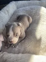 Leah , a female American Bully and American Pit Bull Terrier for sale in Kennewick, WA – 2 of 9