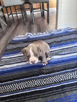 Leah , a female American Bully and American Pit Bull Terrier for sale in Kennewick, WA – 4 of 9
