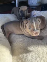 Bella , a female American Bully and American Pit Bull Terrier for sale in Kennewick, WA – 2 of 7