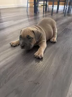 Kane , a male American Bully and American Pit Bull Terrier for sale in Kennewick, WA – 4 of 9