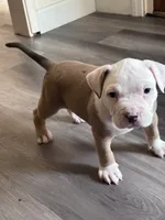 Thor , a male American Bully and American Pit Bull Terrier for sale in Kennewick, WA – 5 of 10