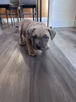 Kane , a male American Bully and American Pit Bull Terrier for sale in Kennewick, WA – 3 of 9