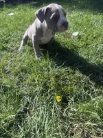 Leah , a female American Bully and American Pit Bull Terrier for sale in Kennewick, WA – 7 of 9