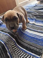 Kane , a male American Bully and American Pit Bull Terrier for sale in Kennewick, WA – 5 of 9