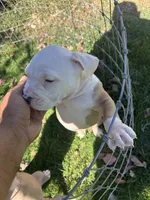 Thor , a male American Bully and American Pit Bull Terrier for sale in Kennewick, WA – 6 of 10