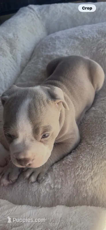 Leah  – American Bully, American Pit Bull Terrier puppy for sale in Kennewick, WA