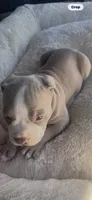 Leah , a female American Bully and American Pit Bull Terrier for sale in Kennewick, WA – 1 of 9