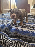 Bella , a female American Bully and American Pit Bull Terrier for sale in Kennewick, WA – 4 of 7