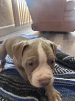 Leah , a female American Bully and American Pit Bull Terrier for sale in Kennewick, WA – 6 of 9