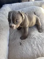 Bella , a female American Bully and American Pit Bull Terrier for sale in Kennewick, WA – 5 of 7