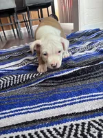 Thor , a male American Bully and American Pit Bull Terrier for sale in Kennewick, WA – 4 of 10