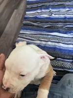 Thor , a male American Bully and American Pit Bull Terrier for sale in Kennewick, WA – 7 of 10