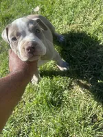 Leah , a female American Bully and American Pit Bull Terrier for sale in Kennewick, WA – 3 of 9
