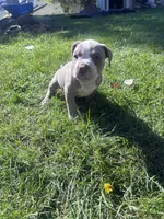 Leah , a female American Bully and American Pit Bull Terrier for sale in Kennewick, WA – 9 of 9