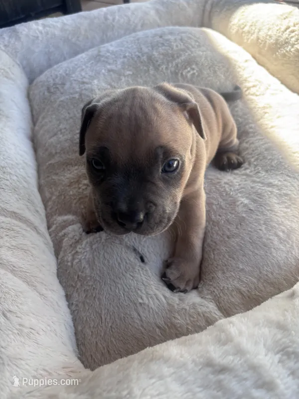 Kane  – American Bully, American Pit Bull Terrier puppy for sale in Kennewick, WA