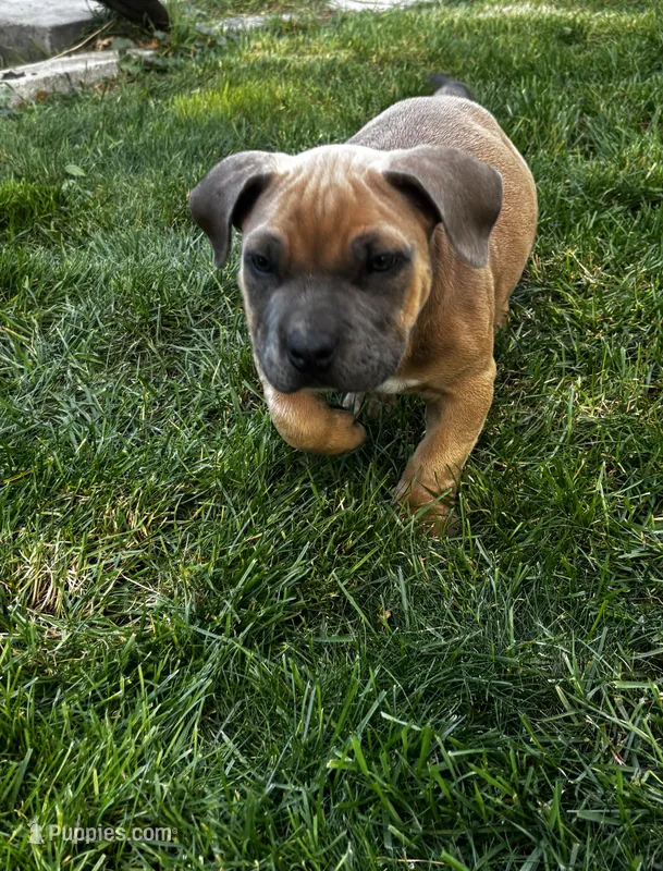 Kane  – American Bully, American Pit Bull Terrier puppy for sale in Kennewick, WA