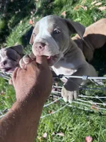 Leah , a female American Bully and American Pit Bull Terrier for sale in Kennewick, WA – 8 of 9