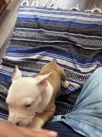 Thor , a male American Bully and American Pit Bull Terrier for sale in Kennewick, WA – 10 of 10