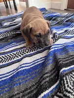 Kane , a male American Bully and American Pit Bull Terrier for sale in Kennewick, WA – 9 of 9